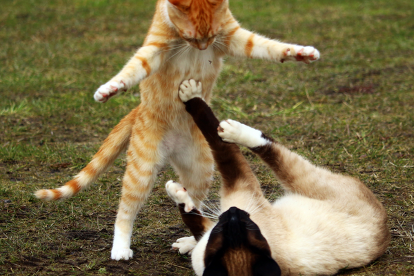 Hoe je je kat veilig en vrij laat verkennen, zelfs als je niet thuis bent