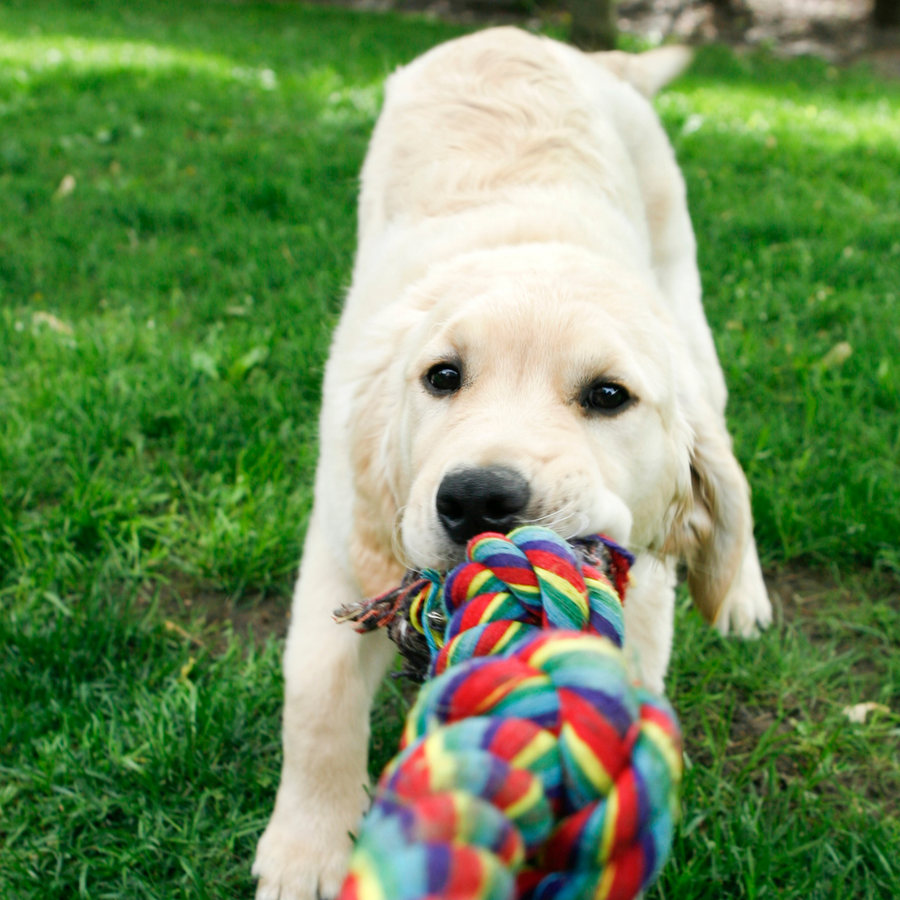 Honden Speelgoed