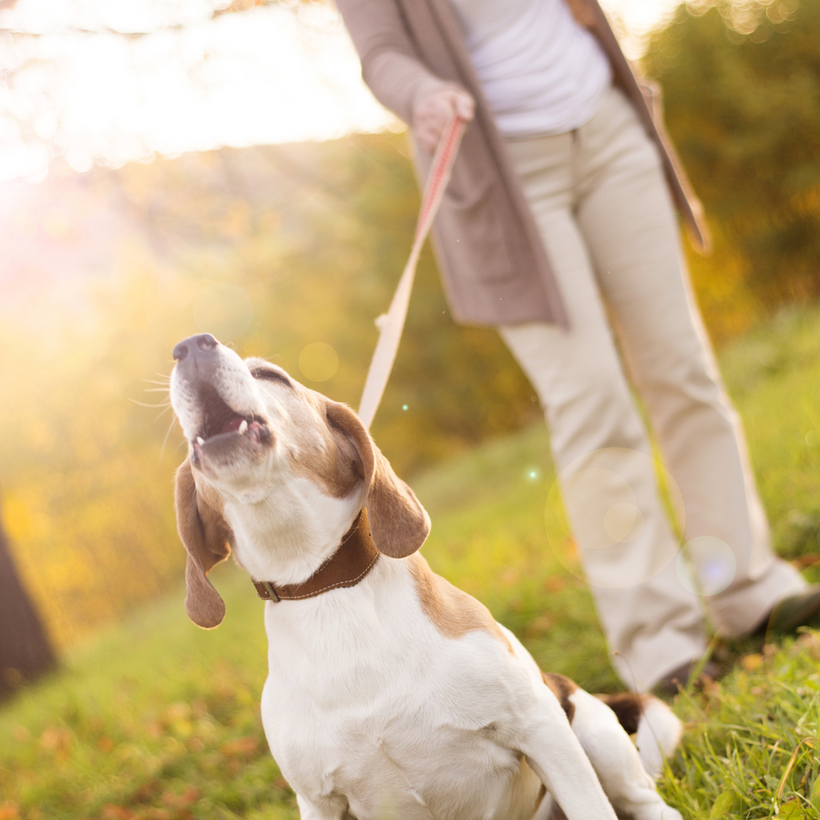 Wandelen hond