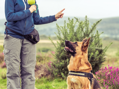 Honden trainingsproducten