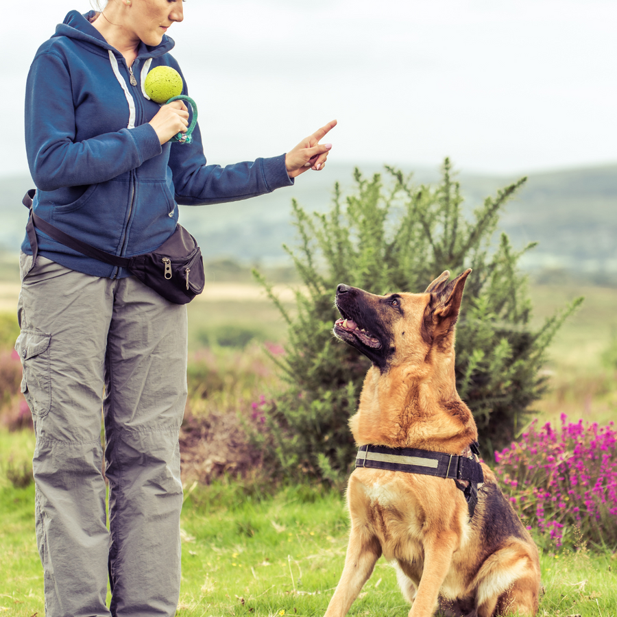 Honden trainingsproducten