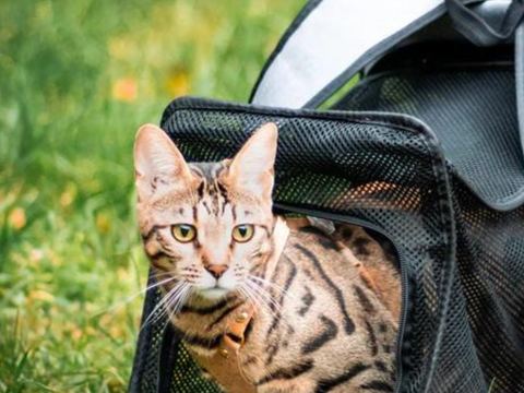 Katten wandelproducten