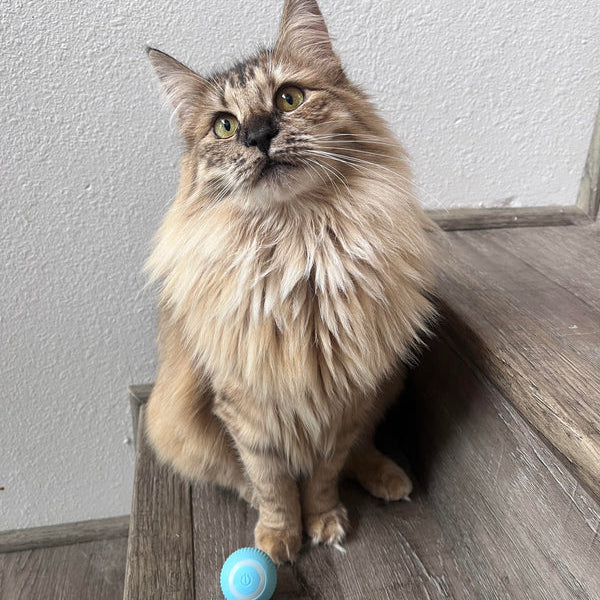 Aimee | Rollend Balletje | Bewegend kattenspeelgoed | katten, Spelen | Huisdierentempel