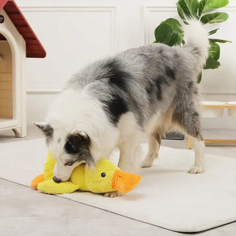 Anique | Kalmerend eend-speeltje voor honden in , – Huisdierentempel