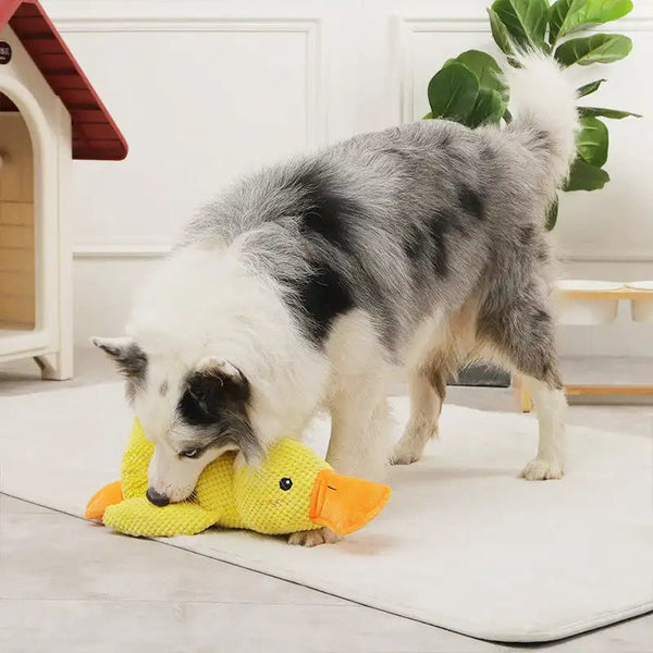 Anique | Kalmerend eend-speeltje voor honden in , – Huisdierentempel