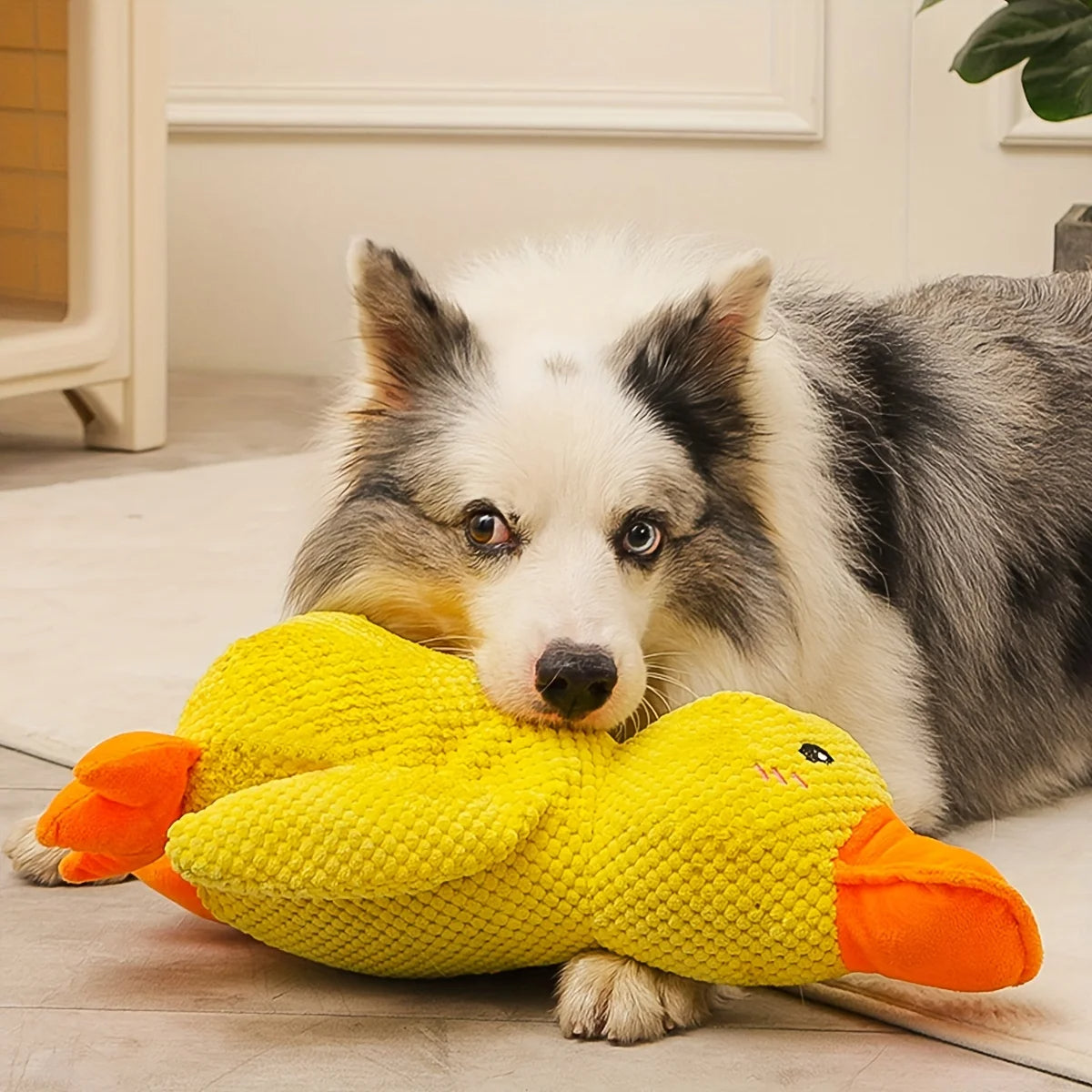 Anique | Kalmerend eend-speeltje voor honden in , – Huisdierentempel