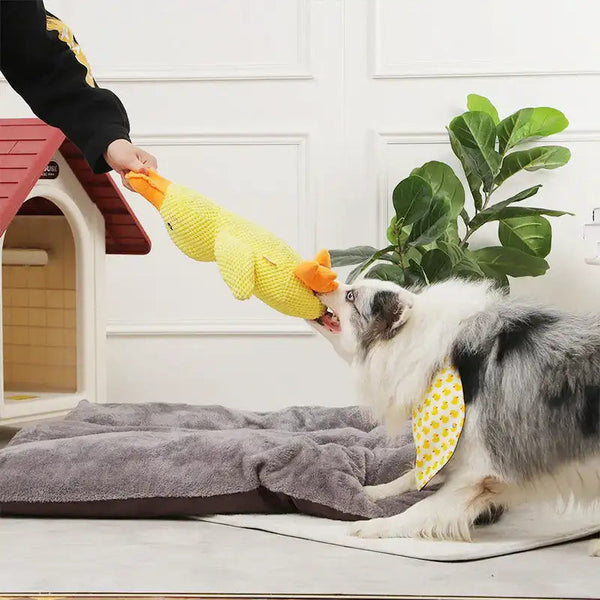 Anique | Kalmerend eend-speeltje voor honden in , – Huisdierentempel