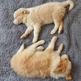 Cozy Fleece Blanket in , – Huisdierentempel