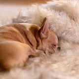 Fluffy Waterdicht Gooideken in , – Huisdierentempel