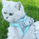 Lara | Schattig & praktisch katten hemdje | Riem en harnas | katten, Wandelen | Huisdierentempel