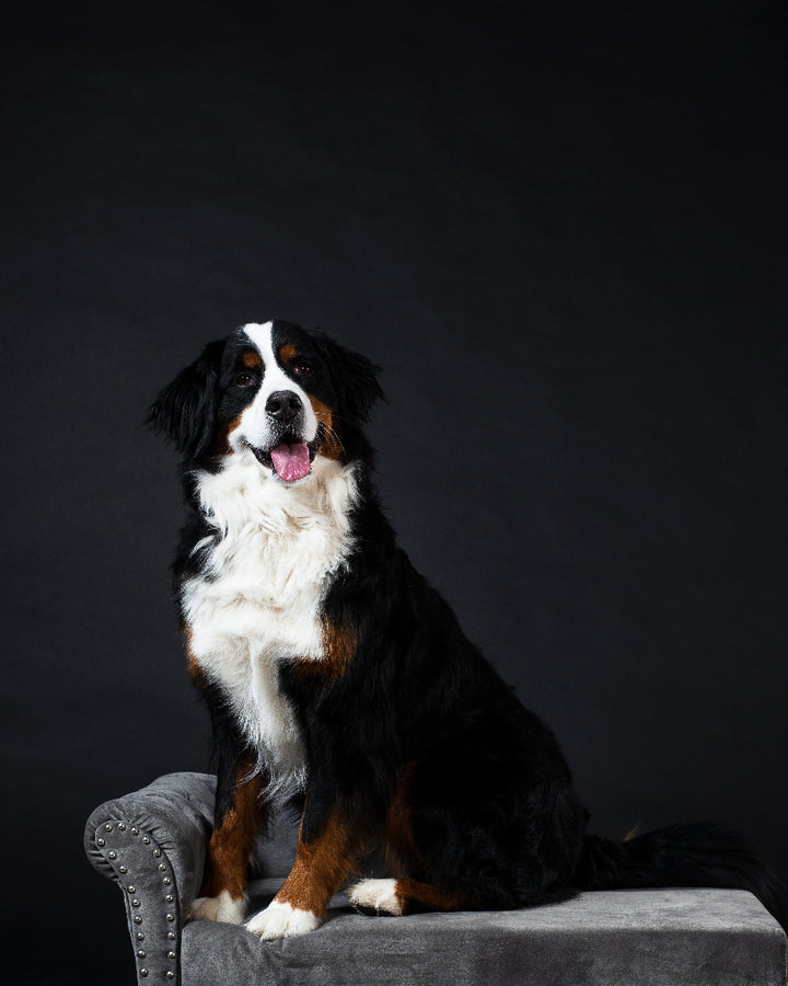 Hond HuisdierenTempel