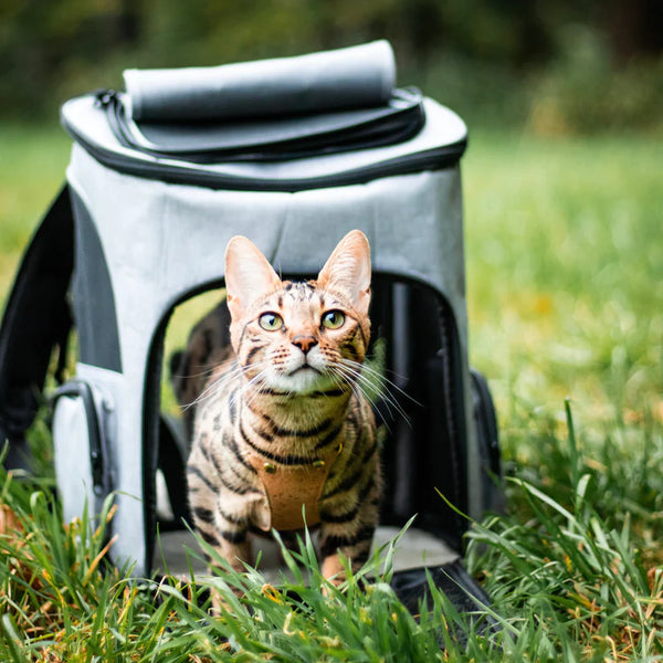 Jip | Kattenrugzak in , – Huisdierentempel