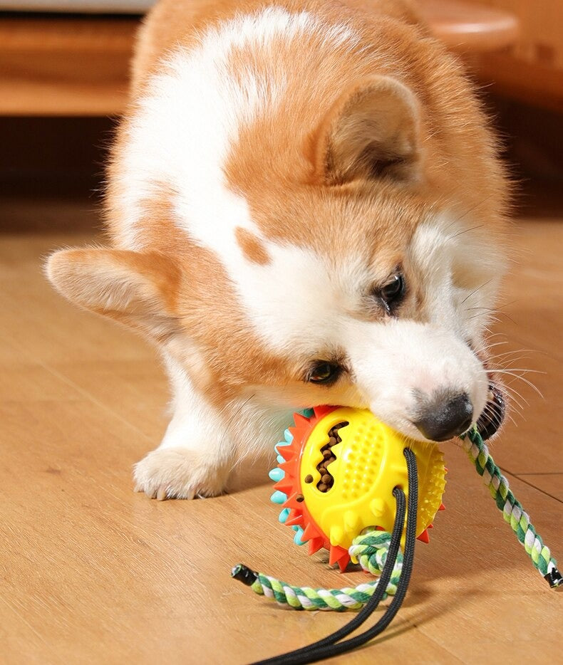 Max | De perfecte speelvriend in , – Huisdierentempel