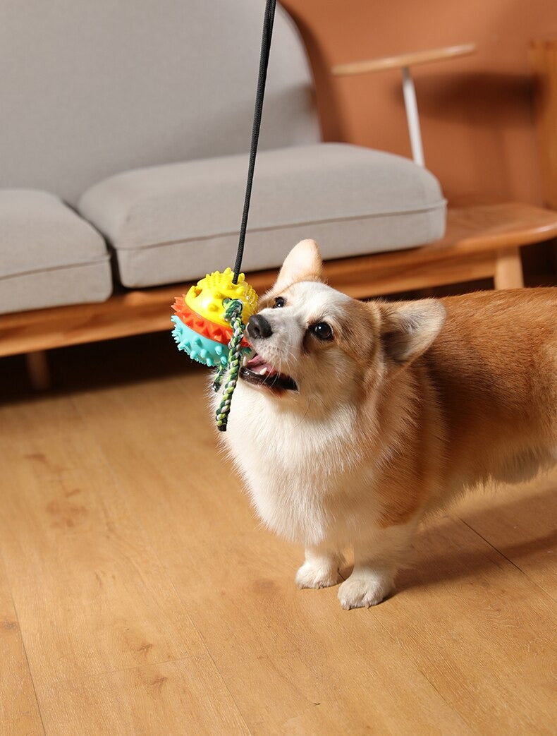 Max | De perfecte speelvriend in , – Huisdierentempel