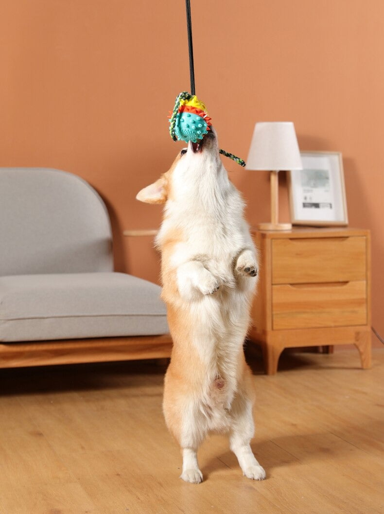 Max | De perfecte speelvriend in , – Huisdierentempel