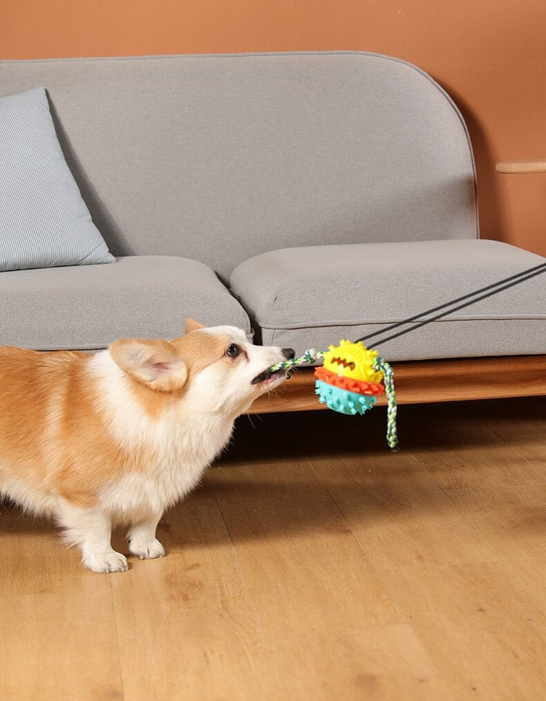 Max | De perfecte speelvriend in , – Huisdierentempel