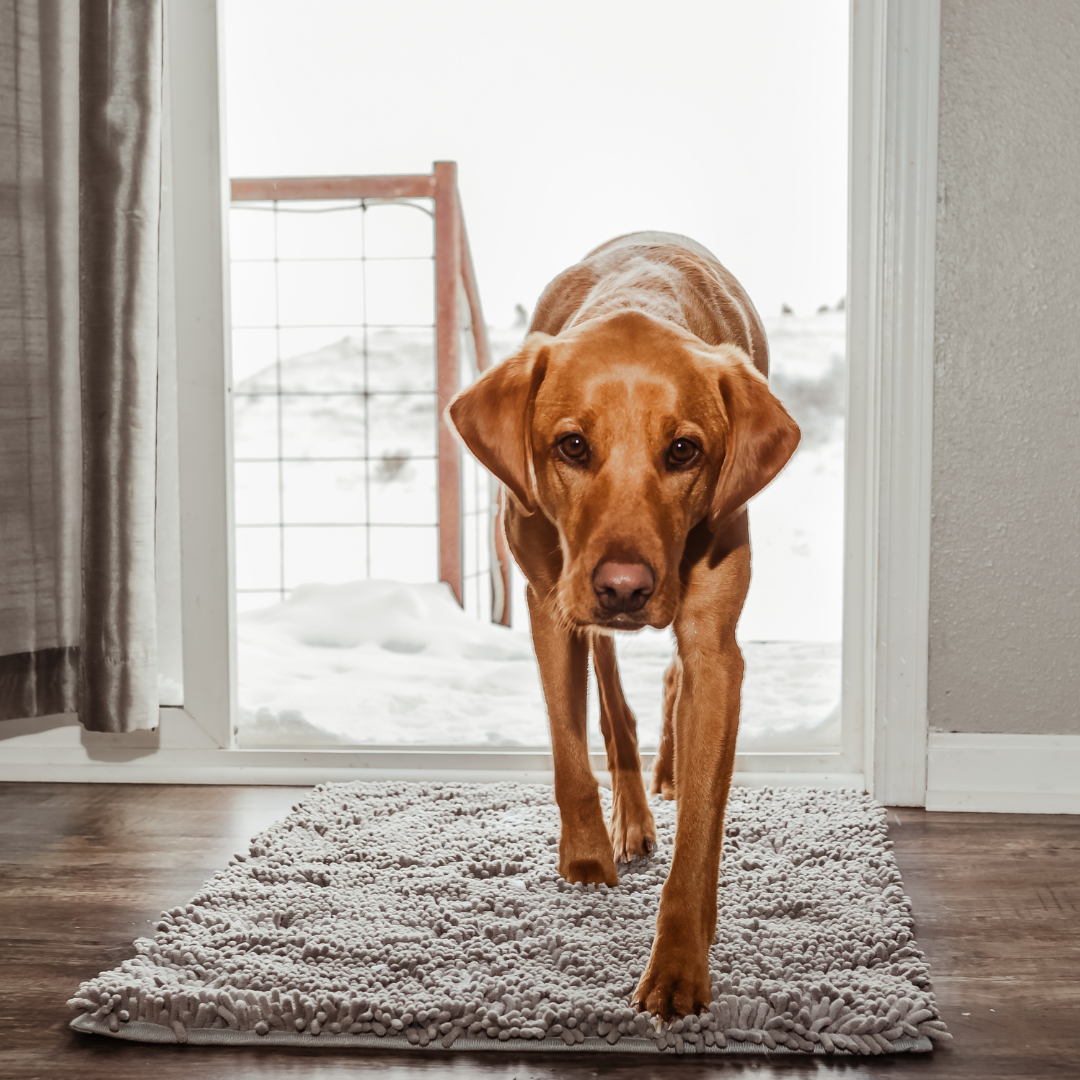 Joep | Hondendeurmat | Hondendeurmat | honden, Wandelen | Huisdierentempel