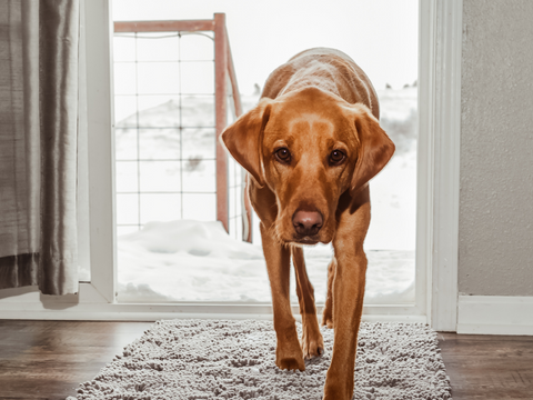 Joep | Hondendeurmat | Hondendeurmat | honden, Wandelen | Huisdierentempel