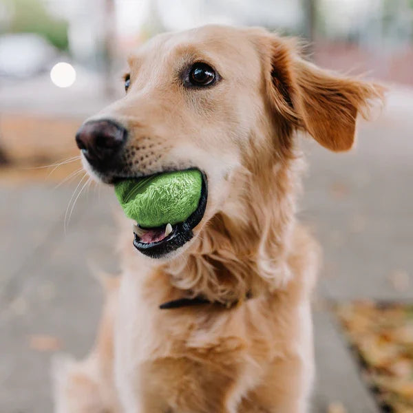 Sasha | Automatisch Bewegend Balletje | Balspeelgoed | honden, Spelen | Huisdierentempel