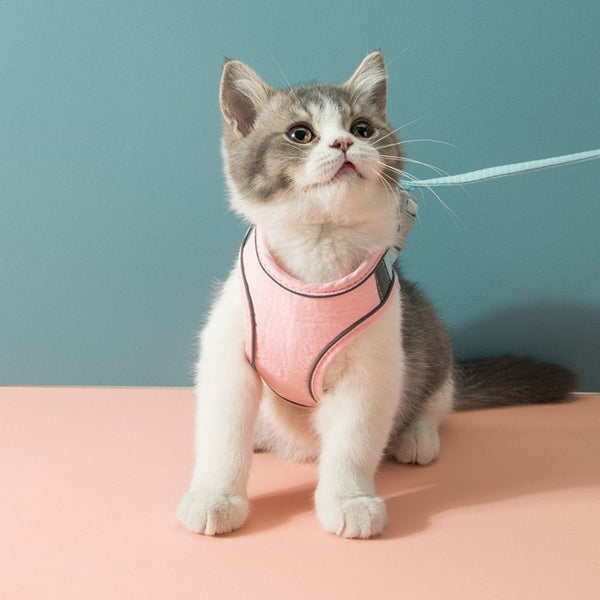 Veilige en Beveiligde Katten Tuigje en Lijn Set in , – Huisdierentempel