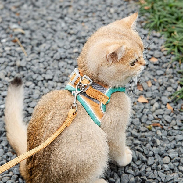 Veilige en Beveiligde Katten Tuigje en Lijn Set in , – Huisdierentempel
