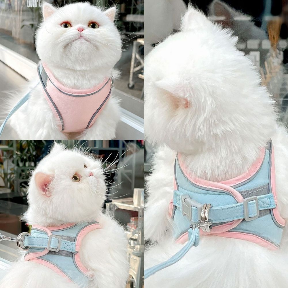 Veilige en Beveiligde Katten Tuigje en Lijn Set in , – Huisdierentempel