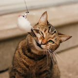 Vogeltje | Kattenspeeltje in , – Huisdierentempel