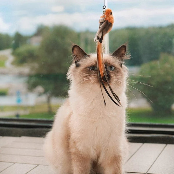 Vogeltje | Kattenspeeltje in , – Huisdierentempel