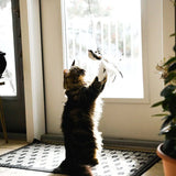 Vogeltje | Kattenspeeltje in , – Huisdierentempel