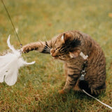Vogeltje | Kattenspeeltje in , – Huisdierentempel