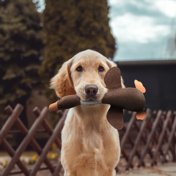 Duckie | De eend die alles weerstaat